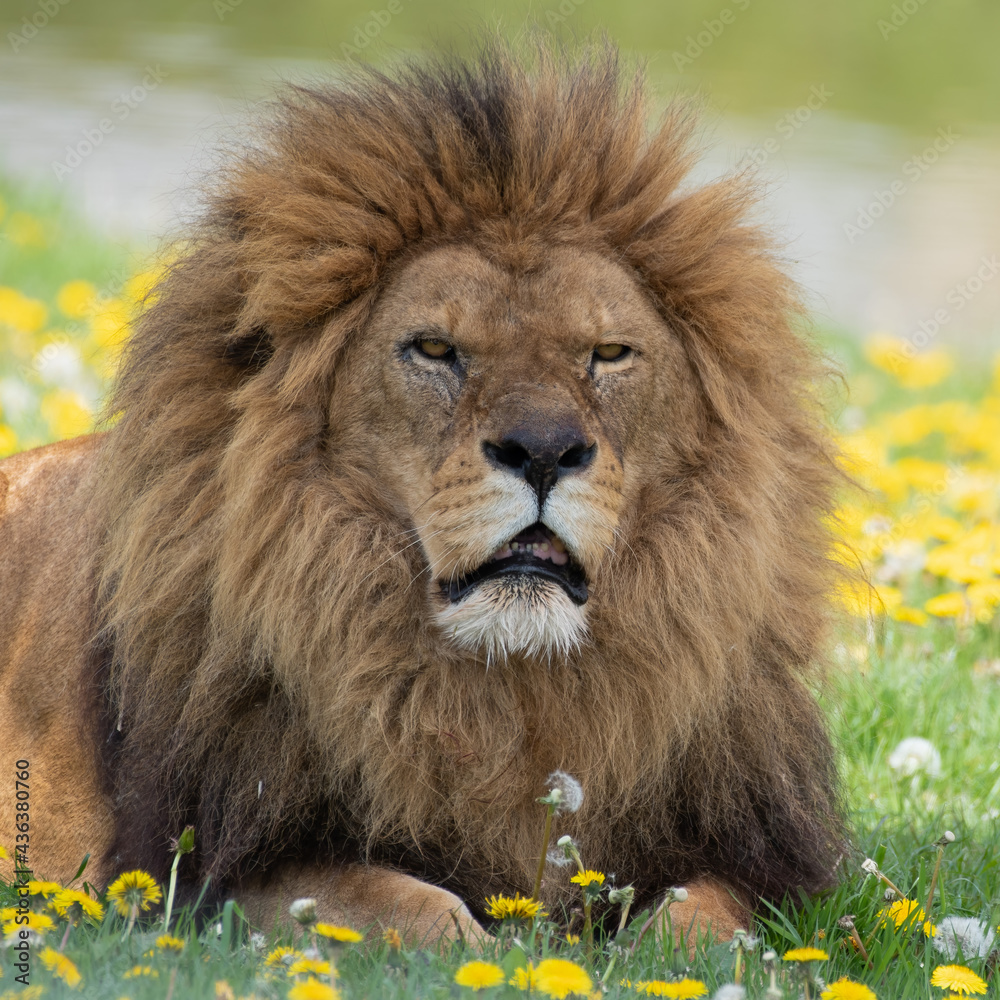 Male Lion Resting on Grass with Dandelions Male Lion Resting on Grass with Dandelions