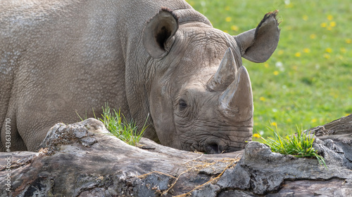 Eastern Black Rhino Standing on Grass Feeding © Ian
