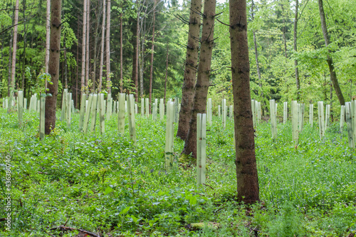 Obraz na płótnie seedlings in plastic tubes in a forest w salonie