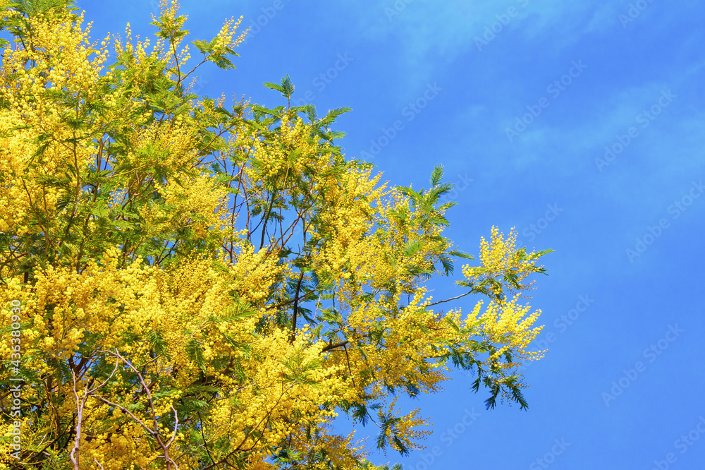 Spring flowers. Branches of Acacia dealbata tree with bright yellow flowers against blue sky Spring flowers. Branches of Acacia dealbata tree with bright yellow flowers against blue sky