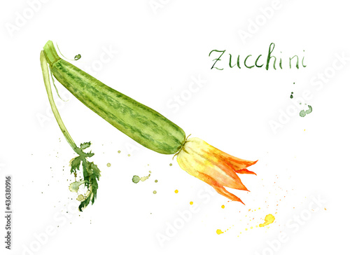 watercolor drawing of vegetable - zucchini with flower and leaf