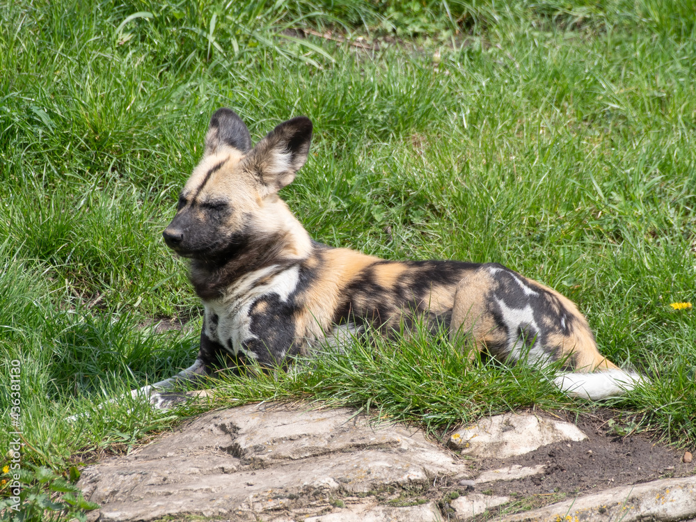 Painted Dog Resting on Grass Painted Dog Resting on Grass
