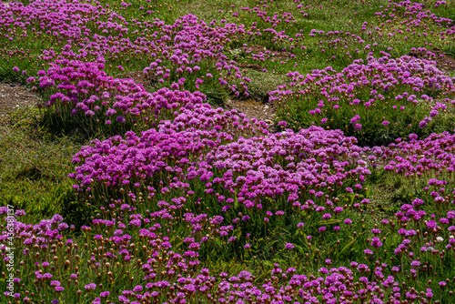 Fototapeta Naklejka Na Ścianę i Meble -  Oregon coast scene of  sea thrift flowers near Yachats. Variously called armeria maritima, the thrift, sea thrift or sea pink, it is a species of flowering plant in the family Plumbaginaceae.