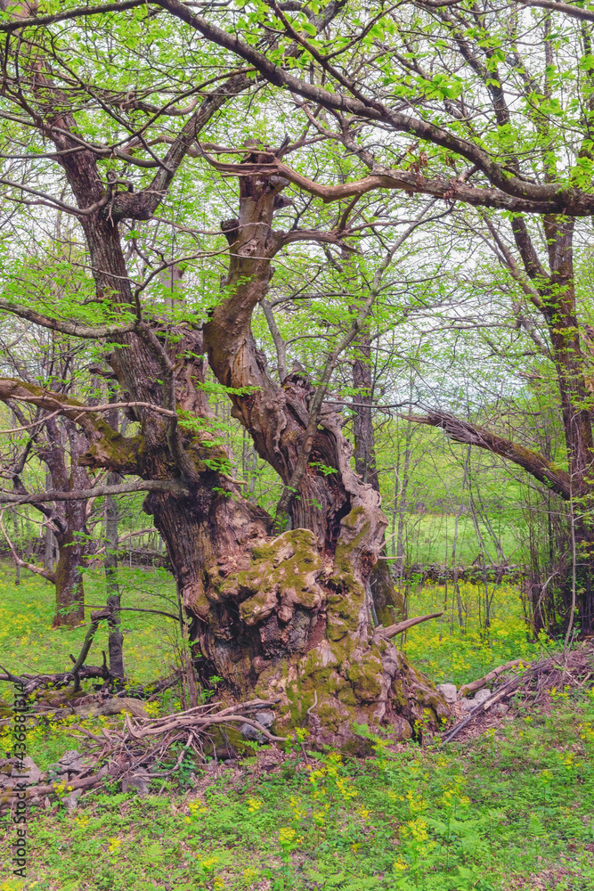 Old chestnut trees ( sweet chestnut, Castanea sativa ) in spring. Montenegro Old chestnut trees ( sweet chestnut, Castanea sativa ) in spring. Montenegro