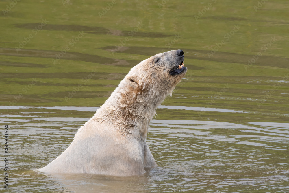 Fototapeta premium Large Polar Bear Playing in Water