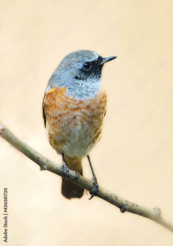 Naklejka premium Redstart bird on the light background. Phoenicurus phoenicurus. Illustration. Catalogue. 