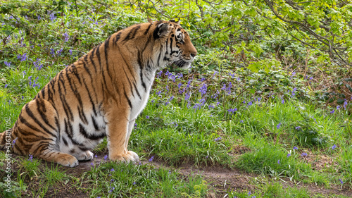 Amur Tiger Resting on Grass