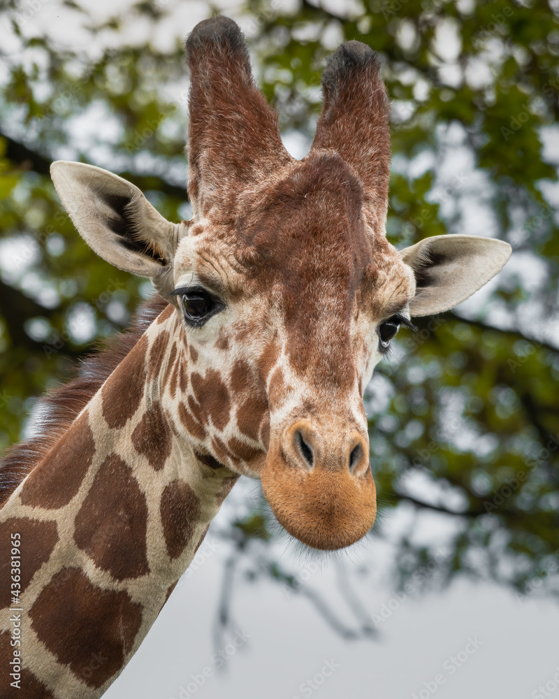 Close Up Portrait Rothschild Giraffe Close Up Portrait Rothschild Giraffe
