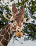 Close Up Portrait Rothschild Giraffe