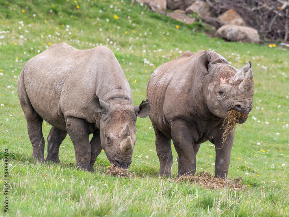 Pair of Eastern Black Rhino's Standing on Grass Feeding Pair of Eastern Black Rhino's Standing on Grass Feeding