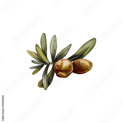 Argan branches with leaves and nuts. Vintage hatching vector color illustration