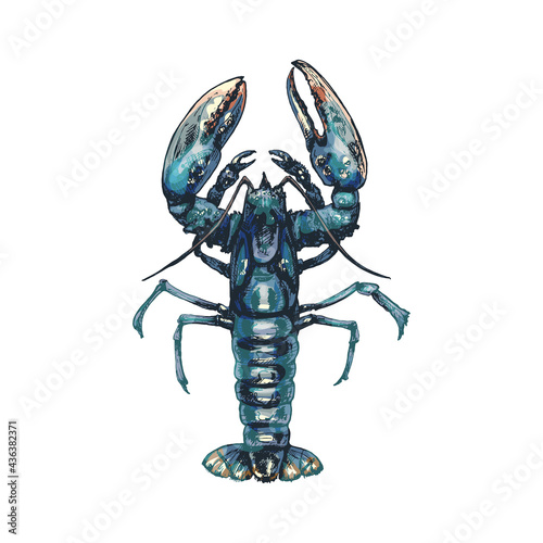 Lobster. Vintage hatching vector color illustration. Isolated on white
