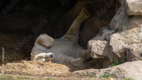 Large Polar Bear Resting in a Cave