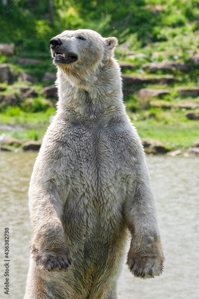 Fototapeta premium Large Polar Bear Standing Upright