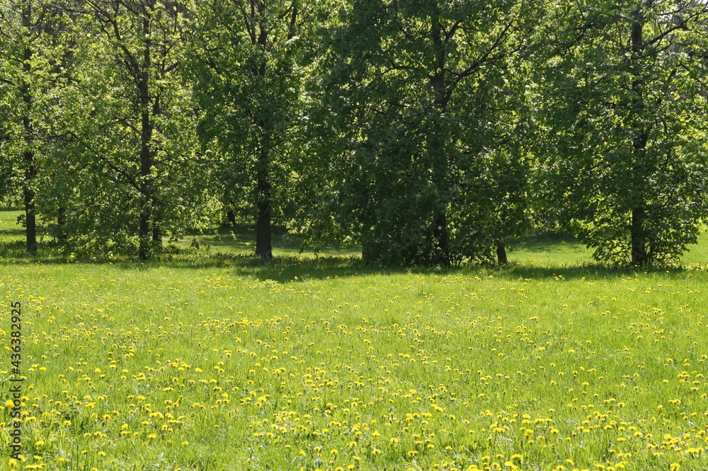 Obraz premium spring in the park