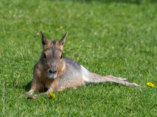 Very Young Patagonian Mara Resting on Grass © Ian