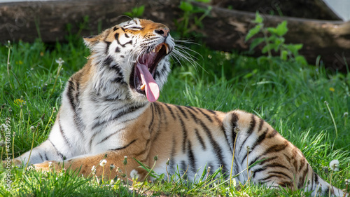 Amur Tiger Resting on Grass