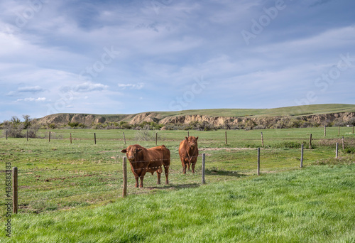Two bulls in a pasture near Maple Creek  Saskatchewan  Canada