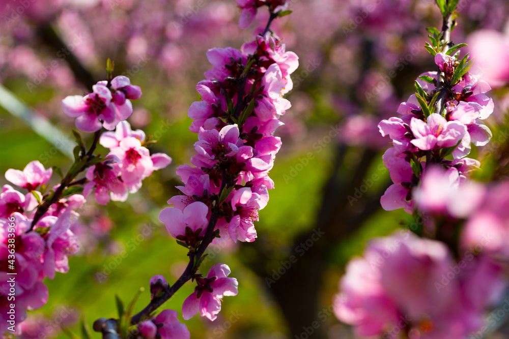 Flowering peach trees on field at sunny day