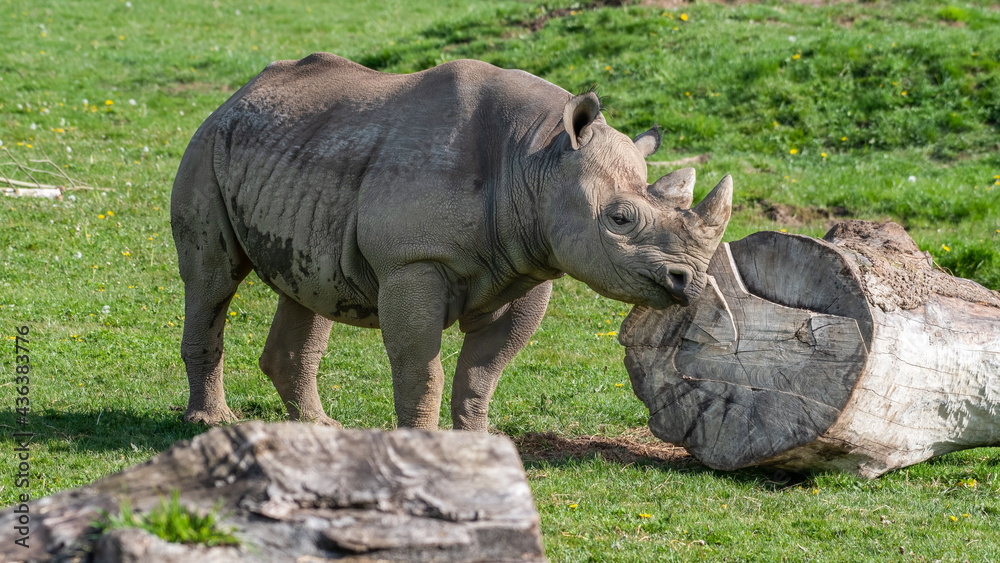 Fototapeta premium Eastern Black Rhino Standing on Grass