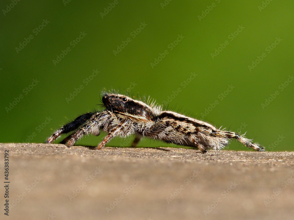 Jumping spider, Salticidae, on top of a log, Xativa, Spain Jumping spider, Salticidae, on top of a log, Xativa, Spain
