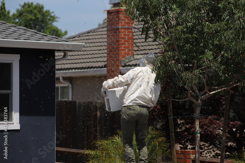 Beekeeper Tending to a Swarm of Honey Bees