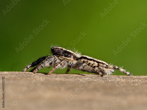 Jumping spider, Salticidae, on top of a log, Xativa, Spain