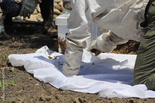 Beekeeper Tending to a Swarm of Honey Bees