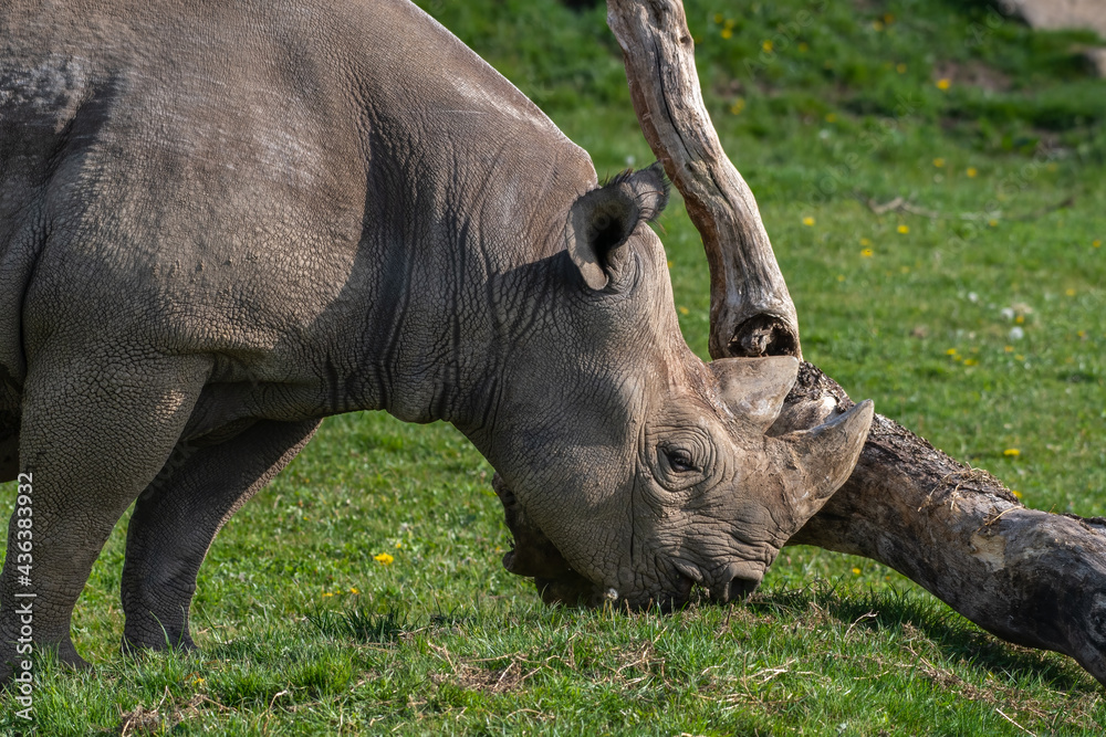 Obraz premium Eastern Black Rhino Standing on Grass