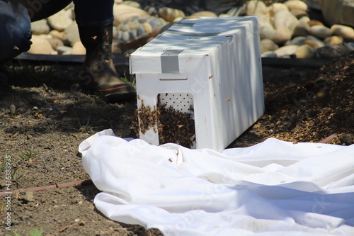 Bees Swarming in a White Box and being Collected by a Beekeeper