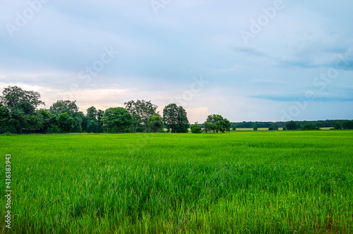 Beautiful Belarusian summer landscape with green grass, lush trees in the distance and sunset cloudy sky after rain. Rural area in Eastern Europe. Field and forest. Soft focus, graininess present