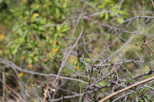 Butterfly Landing on a Plant and Spreading its Wings on a Sunny Spring Day