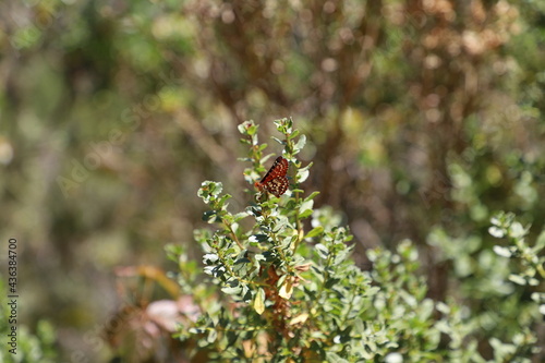Butterfly Landing on a Plant and Spreading its Wings on a Sunny Spring Day