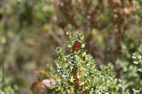 Butterfly Landing on a Plant and Spreading its Wings on a Sunny Spring Day