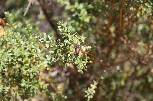 Butterfly Landing on a Plant and Spreading its Wings on a Sunny Spring Day