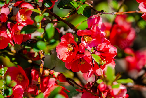  Japanese quince in the springtime