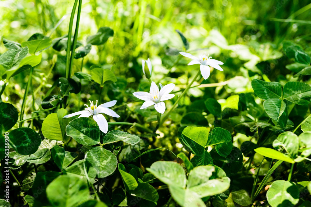 Ornithogalum flowers surrounded by clover. Ornithogalum flowers surrounded by clover.