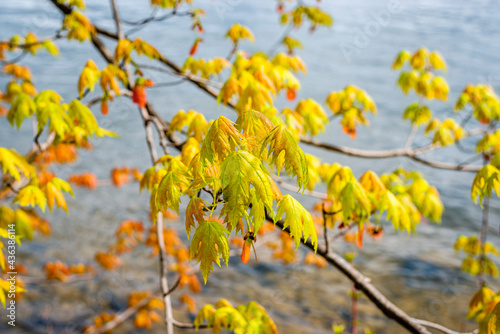 Springtime vegetation in the city park