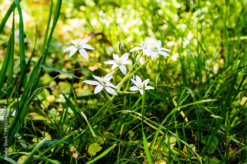 Ornithogalum flowers surrounded by clover. © Sulugiuc