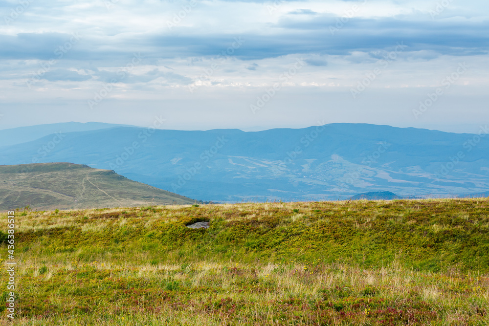 Fototapeta premium meadow with wild herbs in mountains. wonderful countryside landscape on a cloudy morning in late summer