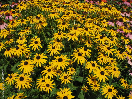 yellow flowers