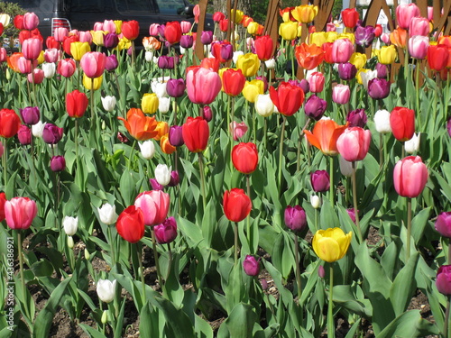 field of tulips