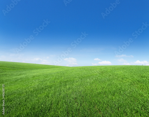 Smooth green grass  lawn against a large blue sky on a sunny day. Wide view of the mown lawn. Natural background of green grass  fresh juicy frame.