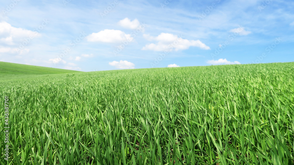 Smooth green grass, lawn against a large blue sky on a sunny day. Wide view of the mown lawn. Natural background of green grass, fresh juicy frame. Smooth green grass, lawn against a large blue sky on a sunny day. Wide view of the mown lawn. Natural background of green grass, fresh juicy frame.