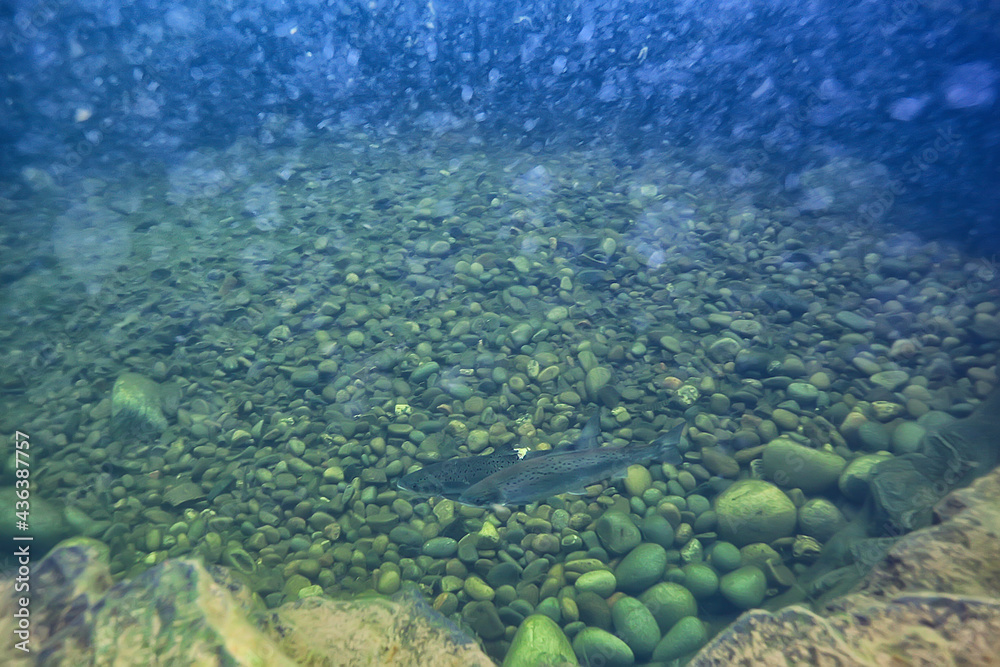 Fototapeta premium view underwater lake, freshwater landscape ecosystem clear water