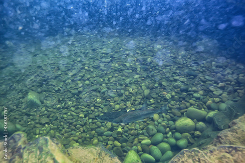 view underwater lake, freshwater landscape ecosystem clear water
