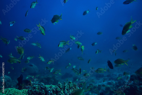 pod wodą ocean / krajobraz podwodny świat, scena niebieska idylla przyroda