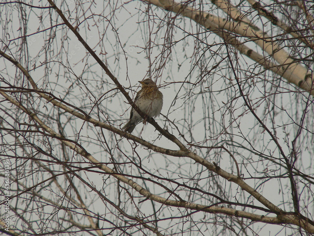 Fieldfare (Turdus pilaris) eating berries in winter, Belarus Fieldfare (Turdus pilaris) eating berries in winter, Belarus