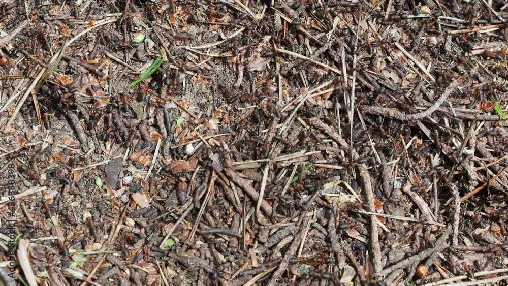 anthill in the forest, forest ants, close-up anthill in the forest, forest ants, close-up