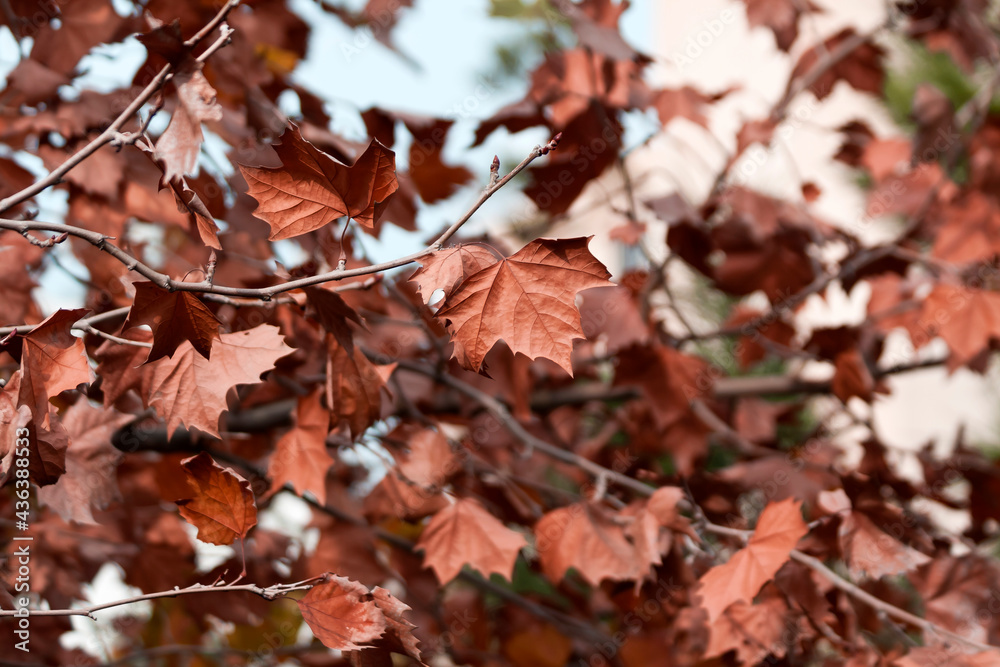autumn leaves on maple tree autumn leaves on maple tree